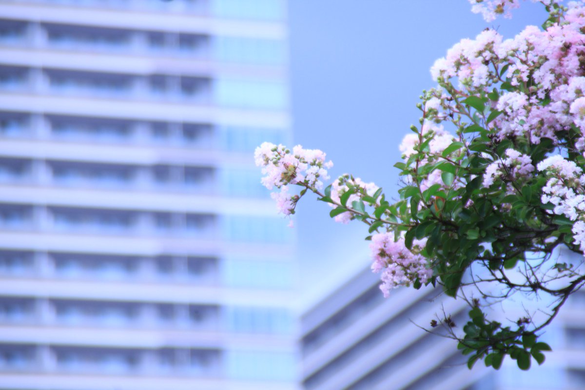 jpo_scubeo's tweet photo. 多分百日紅の花😅
#e520 #OLYMPUS #写真好きな人と繋がりたい https://t.co/Lp6SgqWmmh