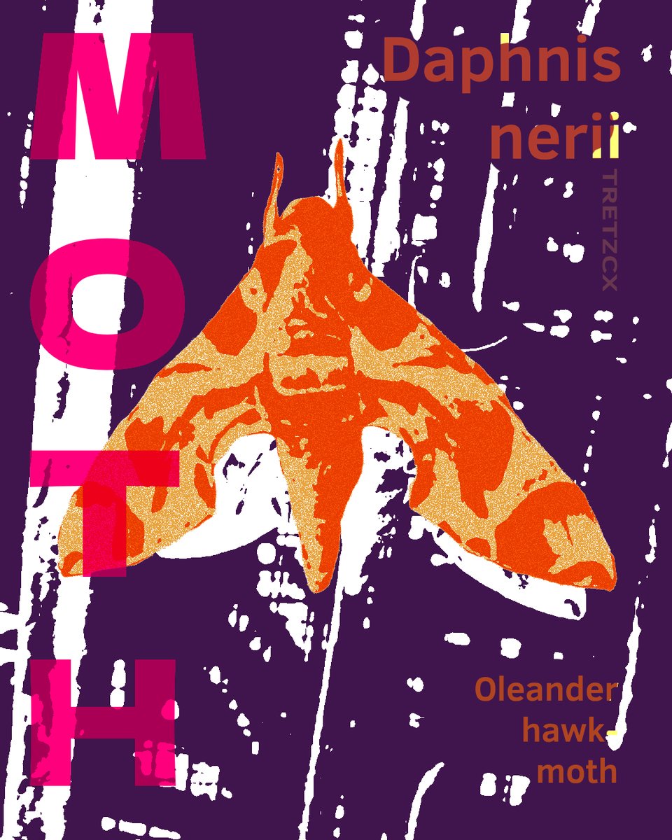 Moth: Daphnis nerii (Oleander hawk-moth) 
-
#posterdesign #poster #graphicdesign #design #art #posterart #illustration #graphicdesigner #photoshop #posters #typography #digitalart #artwork #graphic #designer #flyerdesign #illustrator #artist #branding #designinspiration