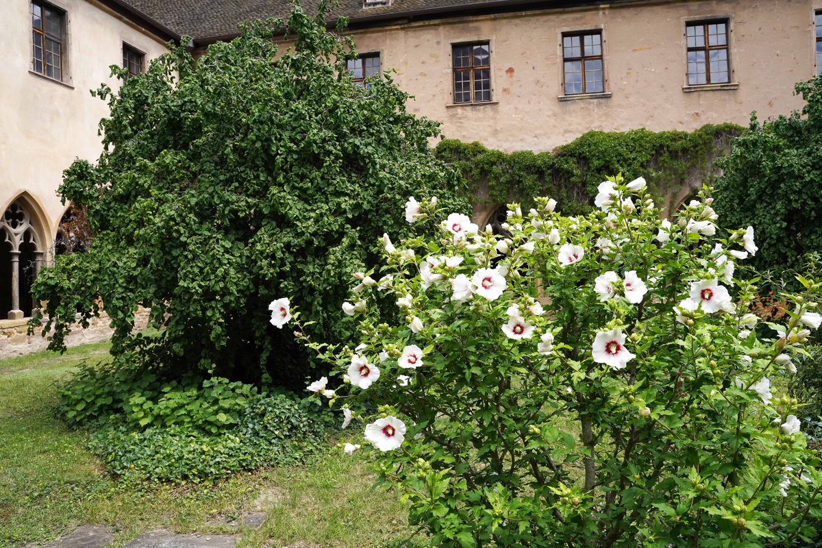 MUnterlinden's tweet photo. Envie d'une pause alliant fraîcheur et sérénité ?
Et si vous essayiez le cloître du #MuseeUnterlinden ?
#InstantZen #Fraicheur #Meditation #Cloitre #Alsace https://t.co/6gP2hWMq02