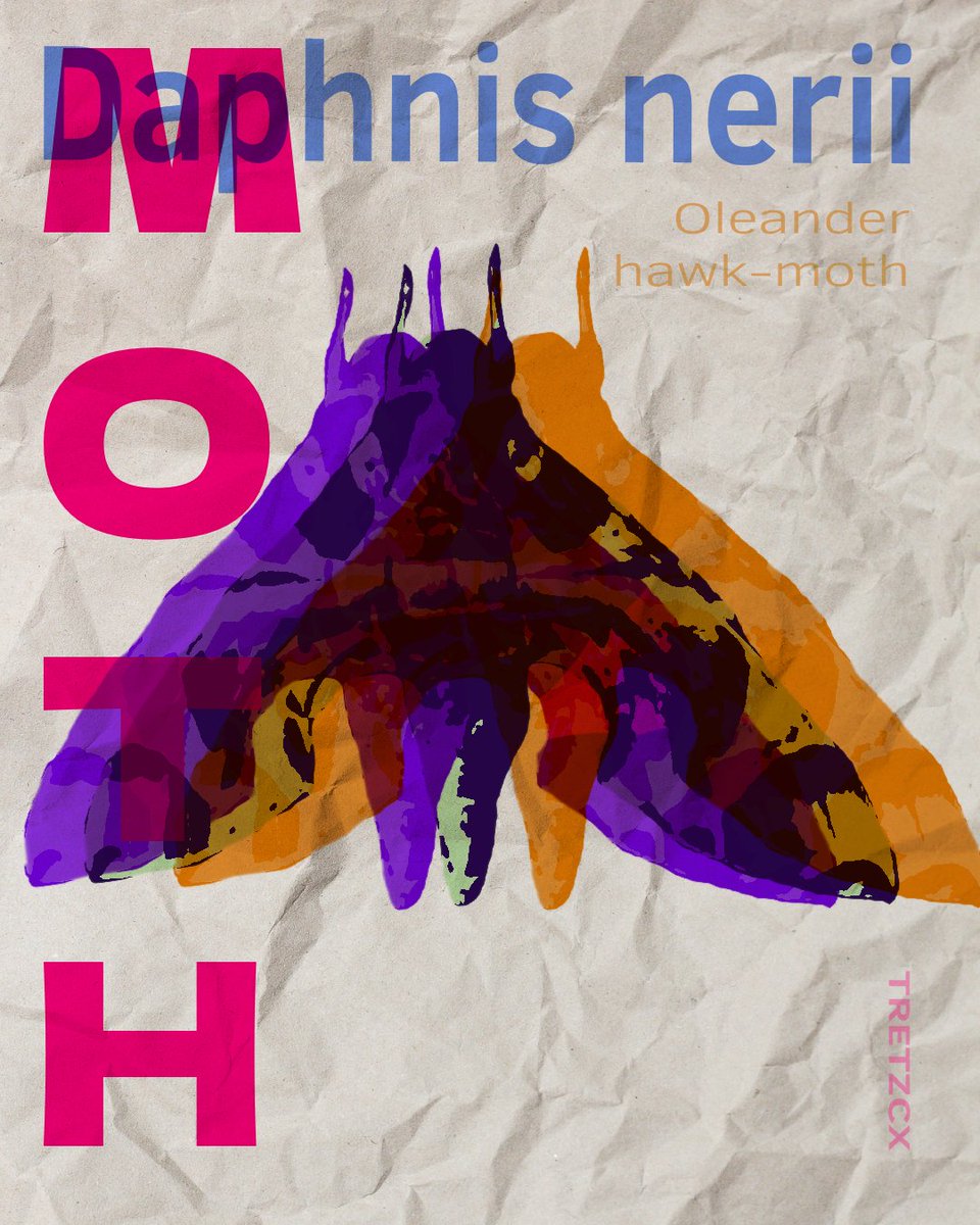 Moth: Daphnis nerii (Oleander hawk-moth)
-
#collectgraphics #designfeed #designstudio #designinspirstion #editorialdesign
#eyeondesign #generaleclectics #graphicindex #graphicdesigns
#thedesignblacklist #typeposter #visualdesign #visualgraphic