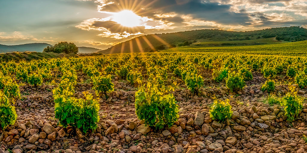 #LaRioja is one of the most prestigious wine regions in the world 🍇

Would you like to learn about wine production? Many cellars and vineyards offer guided visits and wine tastings! 🍷

👉 bit.ly/3N80waT

#VisitSpain #SpainWineTourism @turismodelarioja