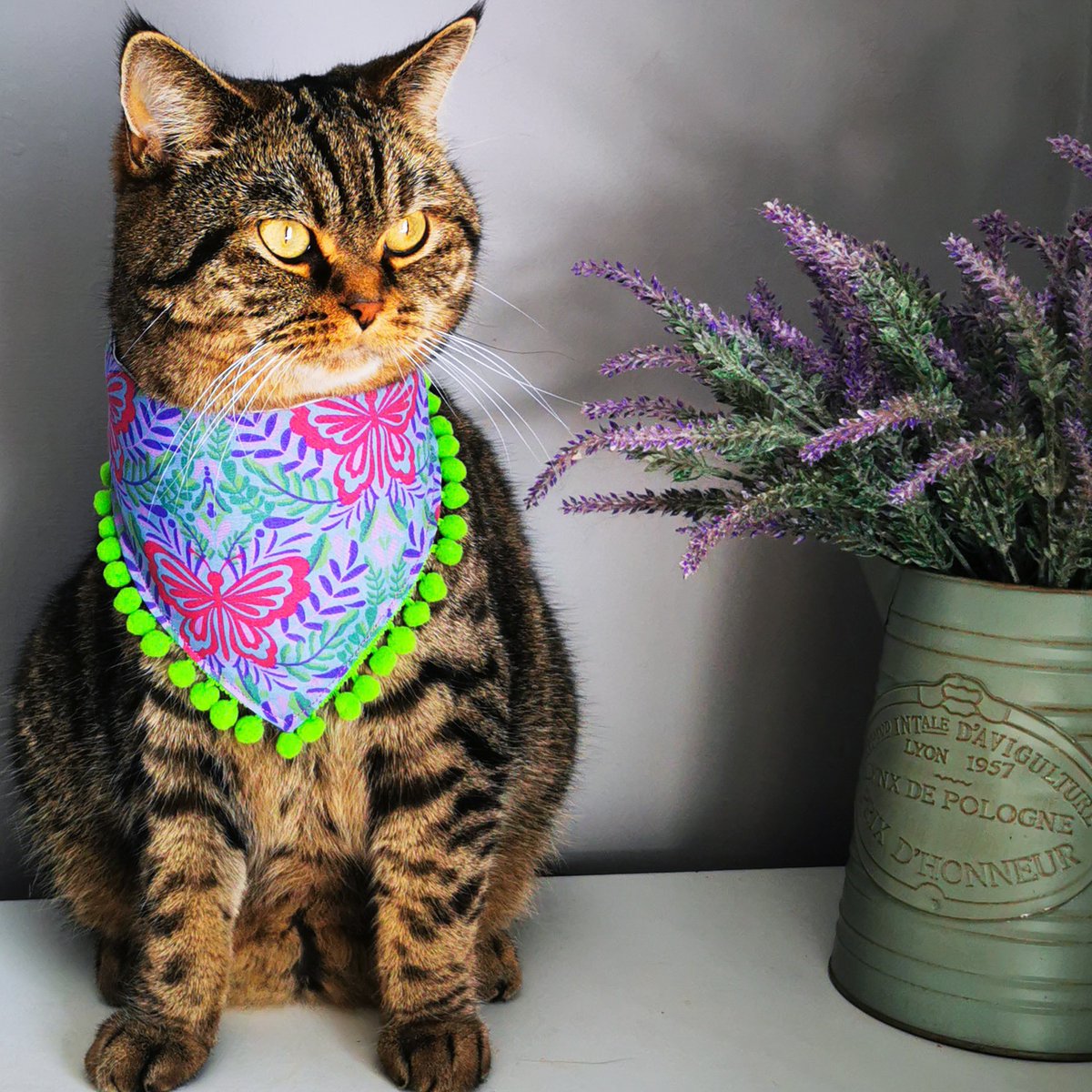 kittycreativeco's tweet photo. Teddy looking totally furbulous this #Caturday #CatsOfTwitter https://t.co/81jDN7bGwj