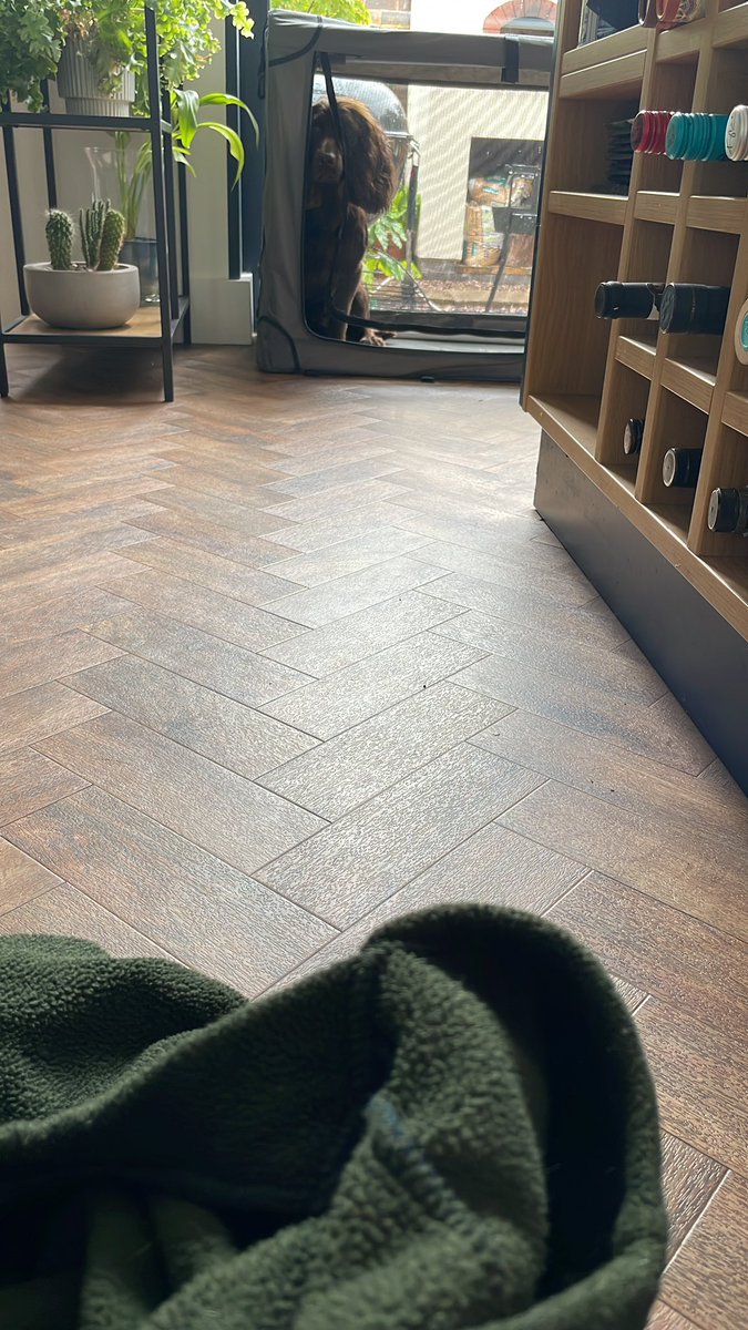 MrCornishTweets's tweet image. Me: Albus, it’s raining heavily and you have to have your coat on. 

Albus: 

#firstworlddogproblems