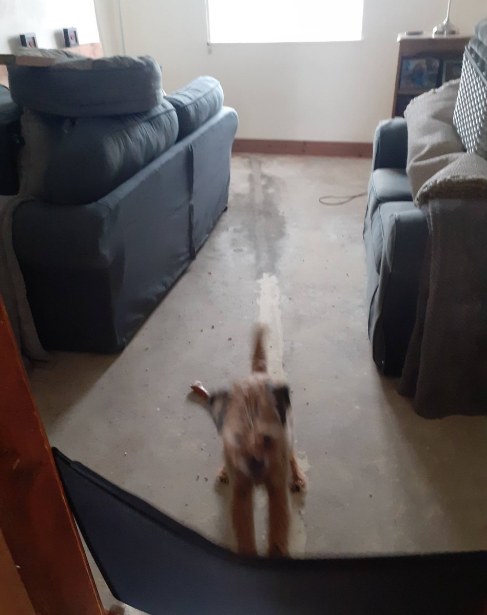 WHAT THE ABSOLUTE DOG!!!!  I've had me living room carpet nicked!! Took me 4 years to get me hair ingrained into that!! Pic 2 is me kicking off about being shut in the carpetless room to keep me out the way🤨
#BTposse