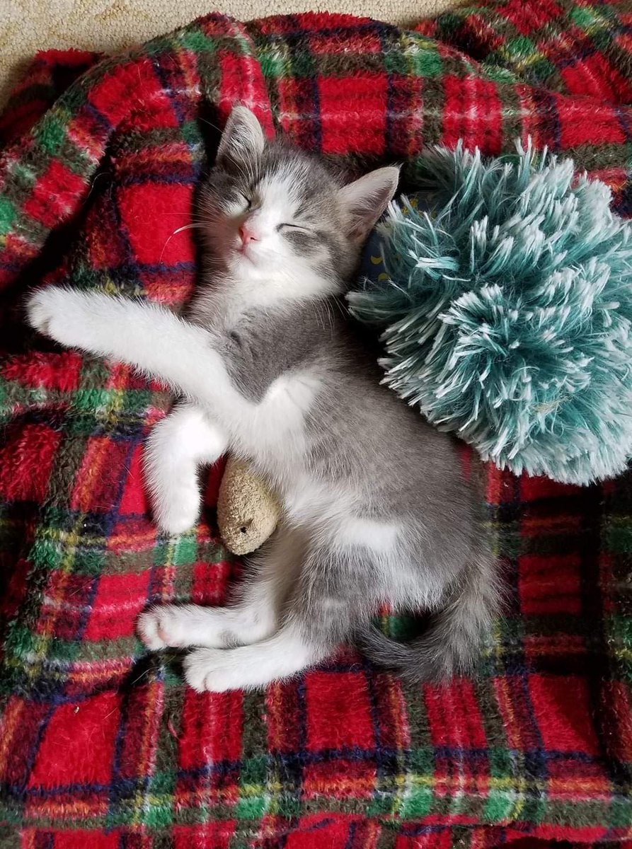 Mbh271's tweet photo. @Number10cat Happy Caturday from Gizmo! 💝 https://t.co/38amu8XlPH