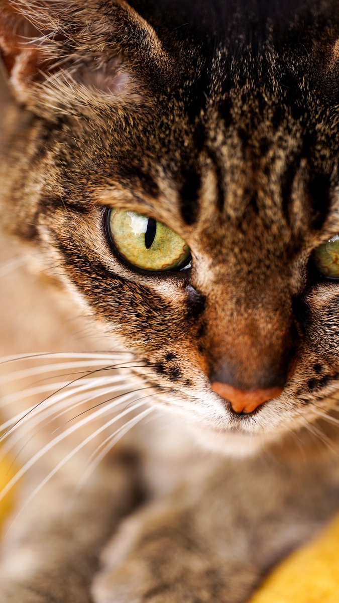 ๐ฐ๐ป๐ผ๐ฐ. tweet media