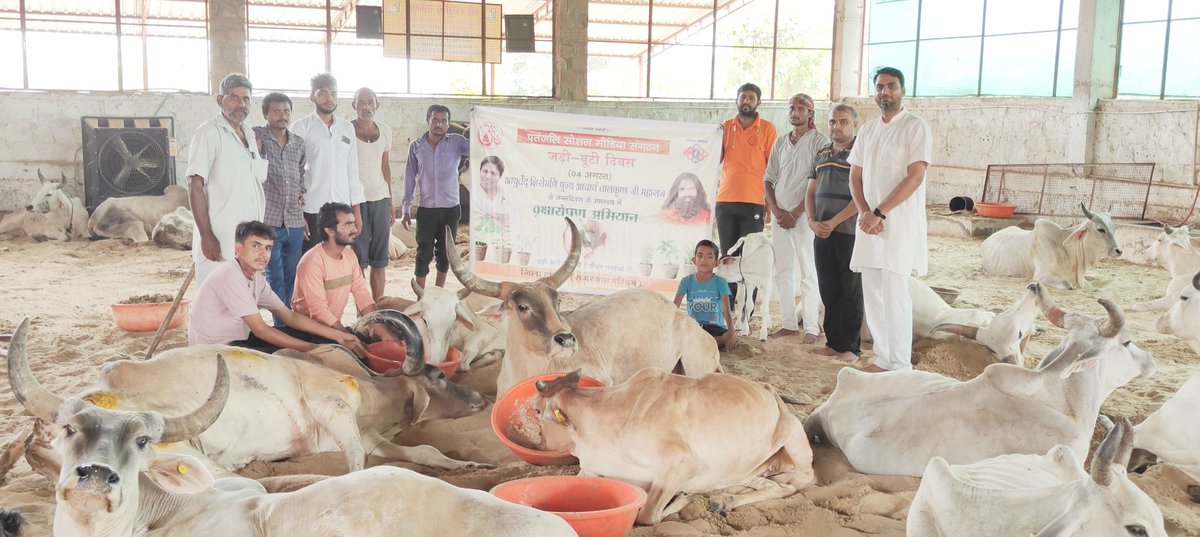 श्रद्धेय आचार्य बालकृष्ण जी का जन्म दिवस कल स्थानीय पथमेड़ा गो चिकित्सालय में दुर्घटनाग्रस्त गोवंश को पौष्टिक आहार खिलाकर एवं विभिन्न नीम, पीपल, बड़,गिलोय, तुलसी, हारसिंगार आदि के औषधीय पौधों को रोपित कर मनाया गया।
योग सेवक दिलीप कुमार तिवाड़ी
#जड़ीबूटीदिवस
<a href="/yogrishiramdev/">स्वामी रामदेव</a>