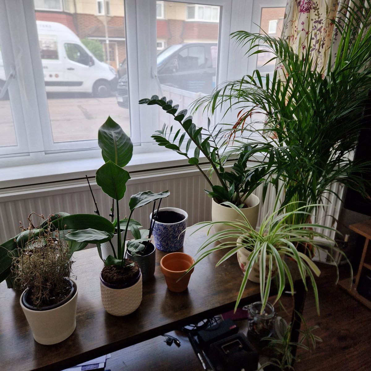 ExcavateMusic's tweet photo. Ah…. @Brighterdayvnl hq… plants are looking good. Well watered. Bloody miserable outside. Now, what to do on a rainy day….? https://t.co/TmqFCG0vIX