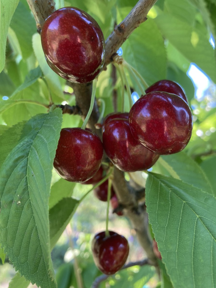 Regionale #Wertschöpfung mit #Agroforst-Produkten - wie das zusammen geht und welche (neuen) Wege es dafür gibt, möchten wir bei unserer Infoveranstaltung "Frühstück im Grünen - Agroforst mit allen Sinnen" am 25.8. in #Peickwitz beleuchten. Jetzt anmelden!
tinyurl.com/3sw32f3y