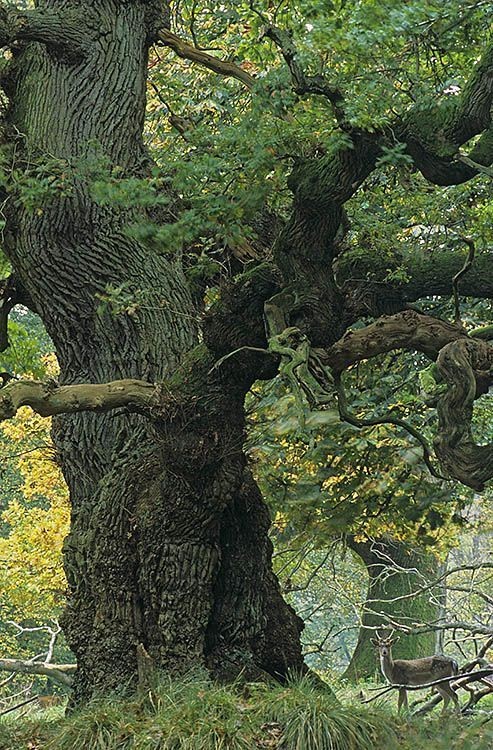 🌳 Los árboles 🌿, a diferencia de los seres humanos y muchos otros organismos, no experimentan un proceso de envejecimiento en el sentido tradicional. No padecen de problemas asociados con el envejecimiento, como el deterioro celular o la pérdida de funciones con el paso del