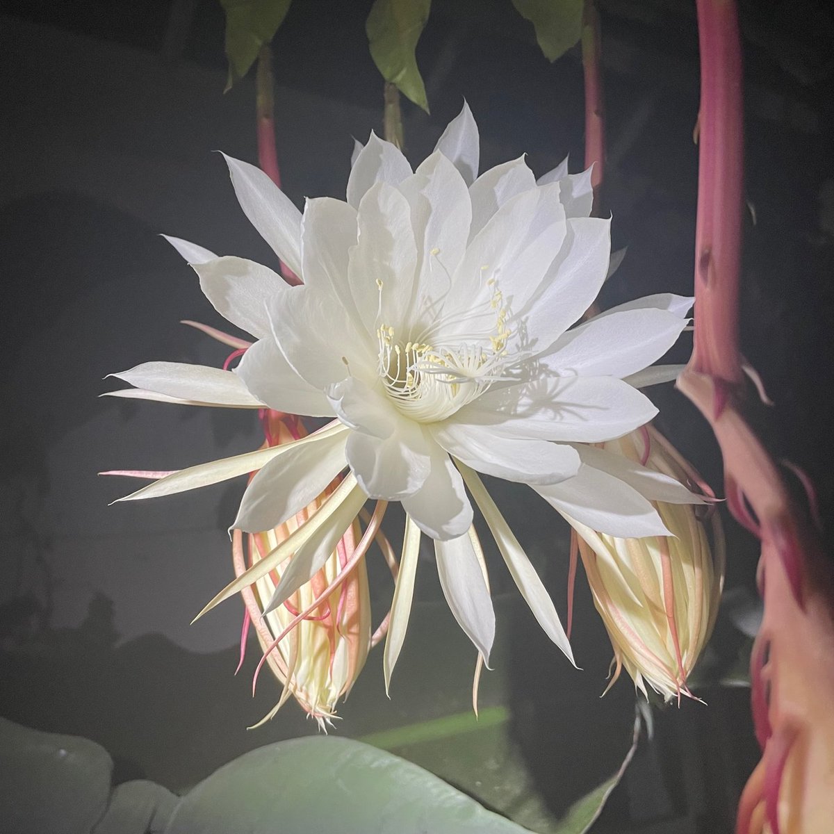 She's Out! At 10:30 p.m. last night, we managed to see the illusive flower of the Queen of the Night. It was such a stunning flower and had an incredible sweet scent. The flowers had wilted by dawn, making the sighting all the more precious.