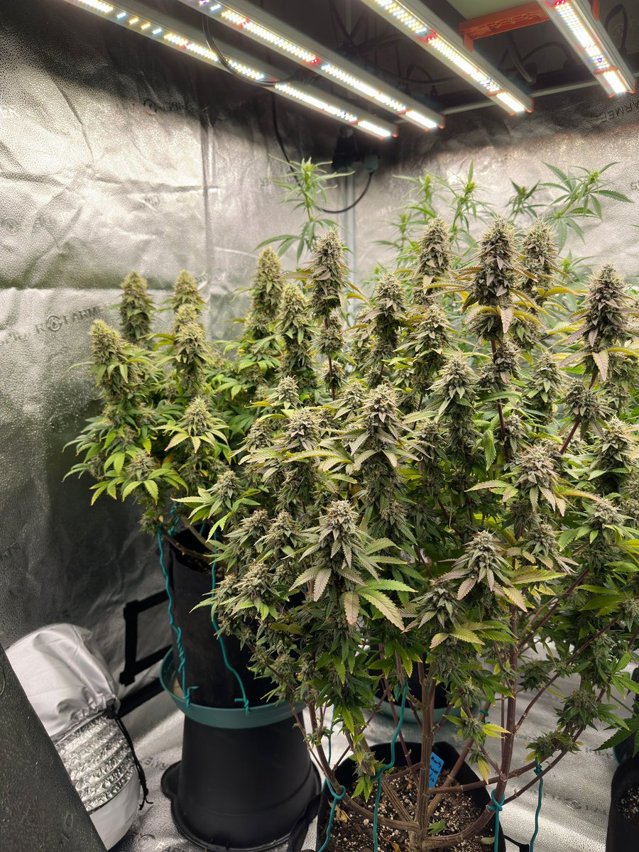 TackettGenes's tweet photo. GIVEAWAY

The usual no frills giveaway. 

Like follow and retweet. 

Will draw a winner on 8/12/23

Winner receives a free 10 pack of @TackettGenes cultivar, Marty

(Lava Cake x Snowcaine) x God’s Gift https://t.co/svgN82x879