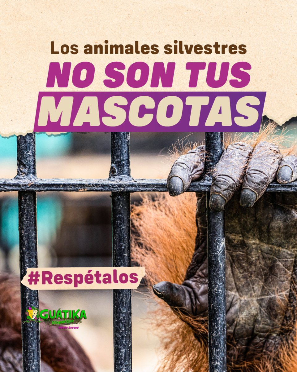 GuatikaFA's tweet photo. ¡Los animales silvestres merecen amor y respeto! ¡Apreciemos la belleza y diversidad de la naturaleza!
·
¡Te esperamos de domingo a domingo a partir de las 9 a.m.
☎️ 318 572 0136
.
#bioparque #animales #hotel #restaurante #naturaleza #Tibasosa #Boyacá #diversión #aprendizaje https://t.co/LexkecgyoM