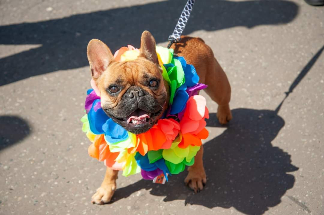 Happy #BrightonPride peeps and pooches! 🏳️‍🌈 Someone forgot to pay the 'Fine Weather' supplement eh!?! 🌧 🌧 🌧