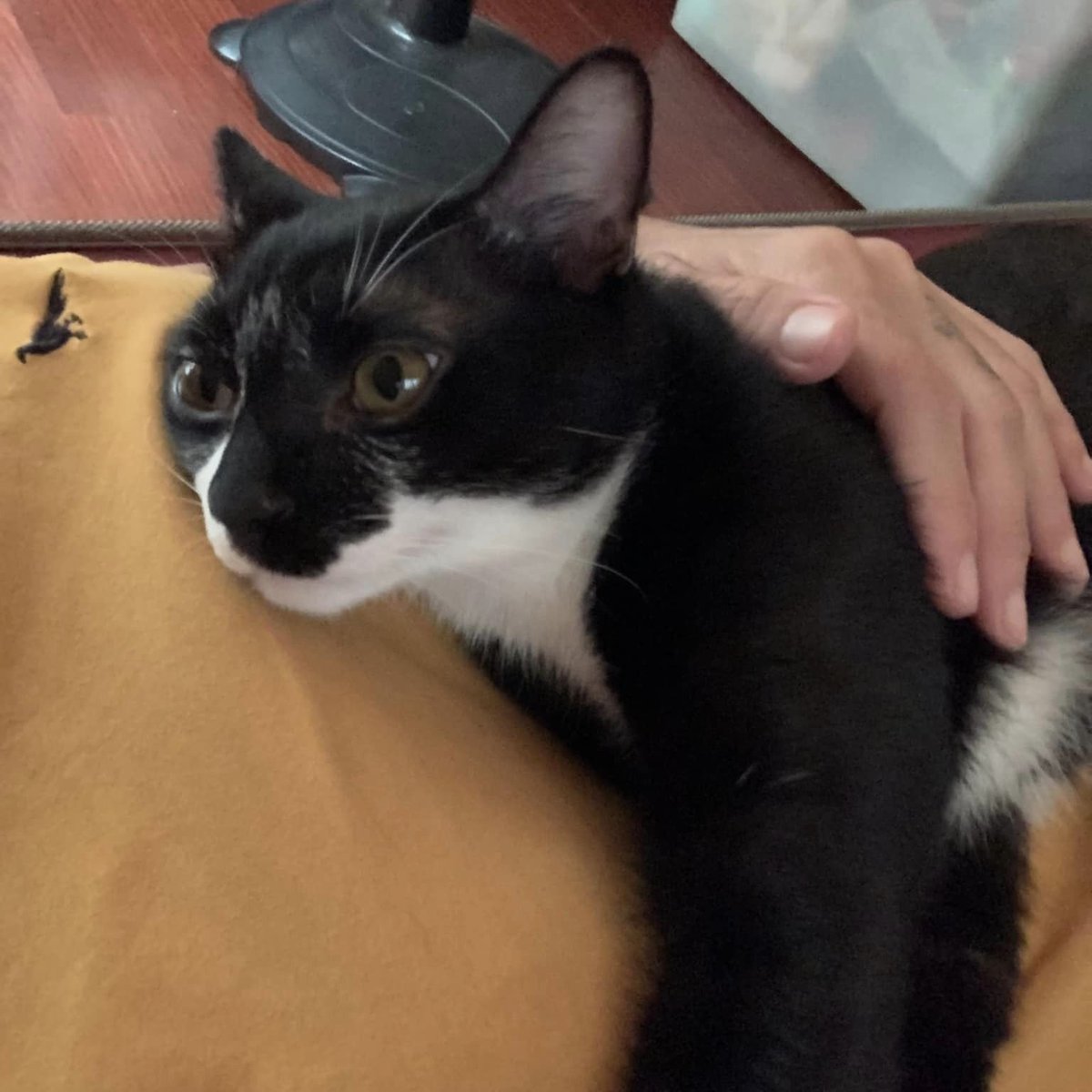 TranslatedCats's tweet photo. His eyes revealed the sadness he was about to lose his balls. https://t.co/OW3nvqsPIK
