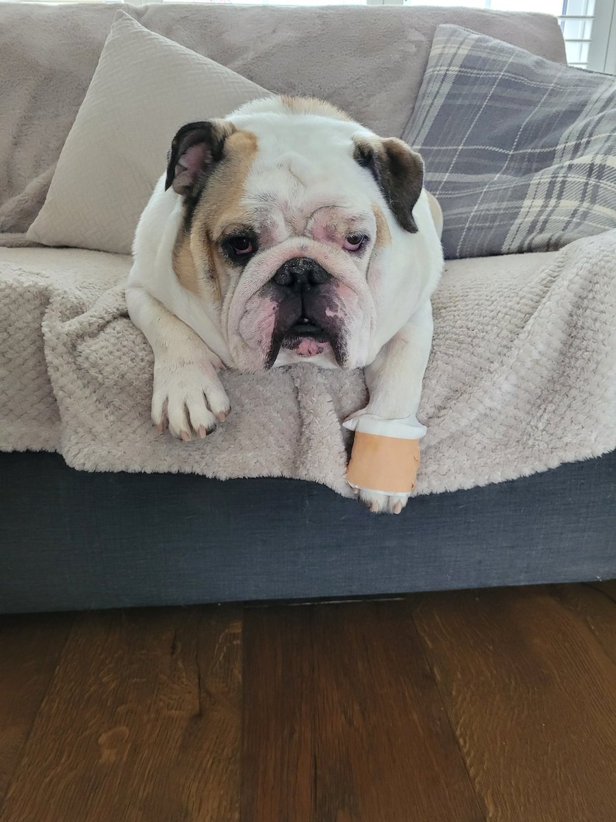 BulldogBruce1's tweet photo. Had a tough week friends, had a load of seizures and hurt my paw. Could do with some love ❤️ https://t.co/BeHQIuhUKV