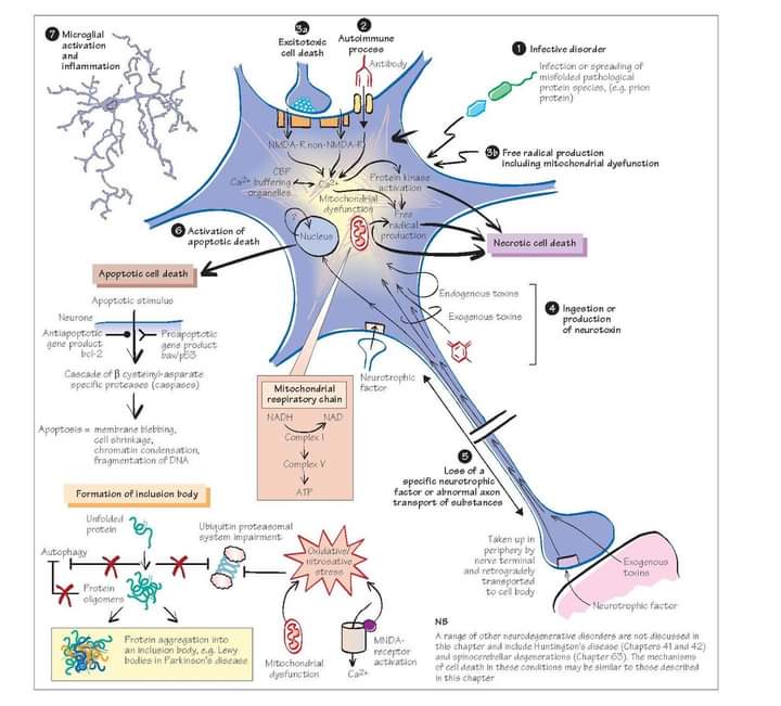 RebolledaGil's tweet photo. En los trastornos neurodegenerativos el evento patológico primario es una pérdida progresiva de neuronas. Sin embargo, se reconoce cada vez más que la mayoría de los trastornos neurodegenerativos tienen un componente inflamatorio que causa pérdida y degeneración neuronal 👇👇👇👇 https://t.co/9AT29s5v3s