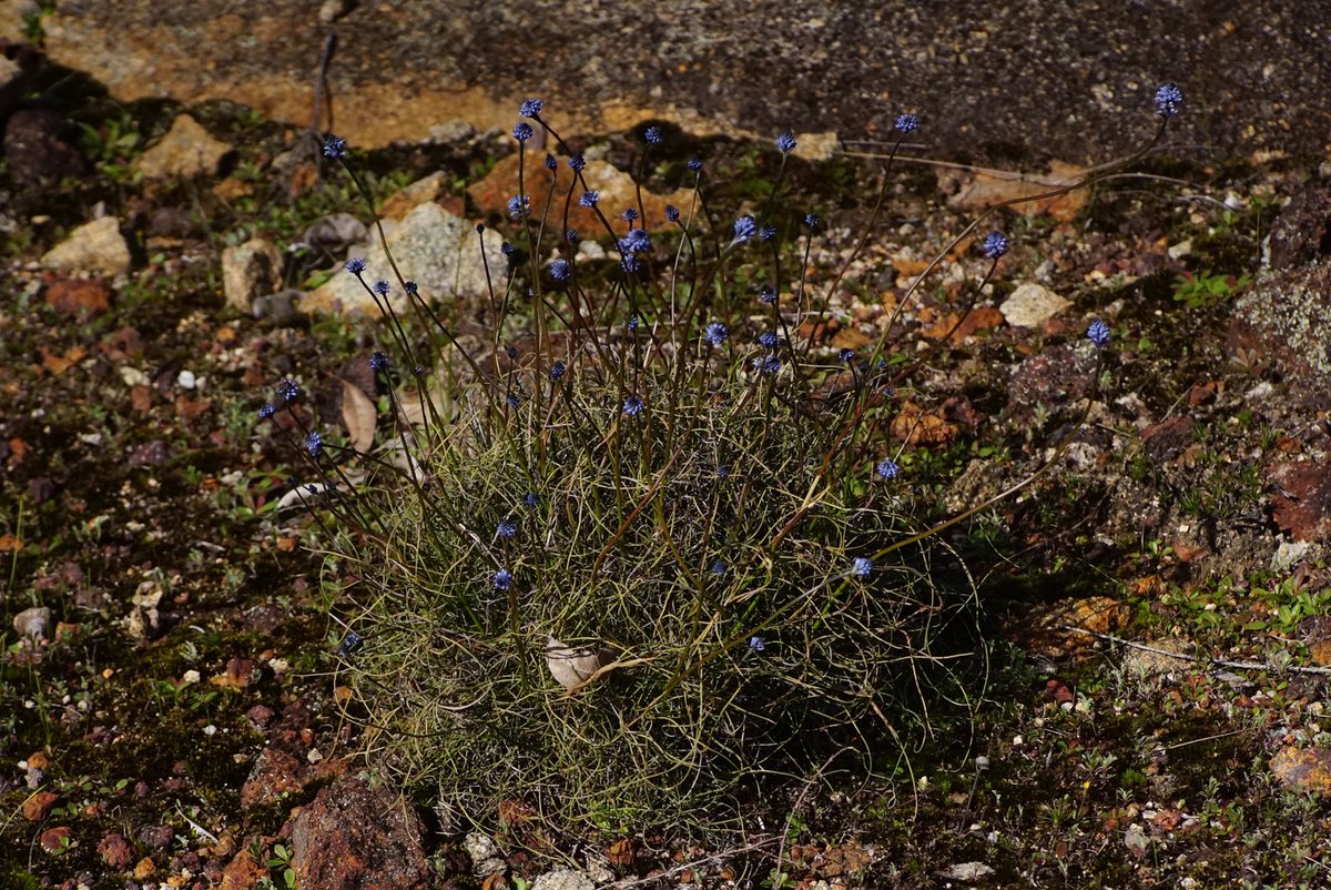 lost_in_botany's tweet photo. Another one to find around granite outcrops #Conospermum huegelii! #Proteaceae https://t.co/oT8MOjRLuv