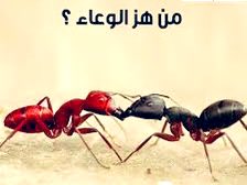 lubnayxb's tweet photo. إذا وضعت  ١٠٠ نملة سوداء و ١٠٠ حمراء  في وعاء فلن يحدث شيء، لكن إذا هزيت الوعاء بعنف، سيبدأ النمل في الاقتتال. يعتقد النمل الأحمر أن الأسود هو العدو والعكس صحيح، بينما العدو الحقيقي هو من هز الوعاء. 
 نفس الشيء يحدث في المجتمع.
 قبل أن نتقاتل يجب أن نسأل أنفسنا : من هز الوعاء؟ https://t.co/X77yvMMqDN