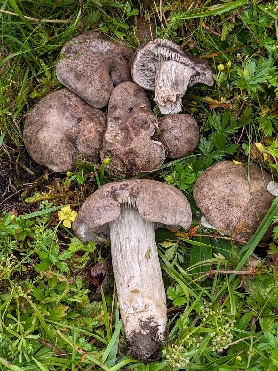 I'm very lucky to be able to join surveys in some high diversity grassland fungi sites. This species, I was only vaguely aware of prior, was the highlight of last week's visit. I think the current name is   Pseudotricholoma metapodium, Mealy Meadowcap. #grasslands #fungi