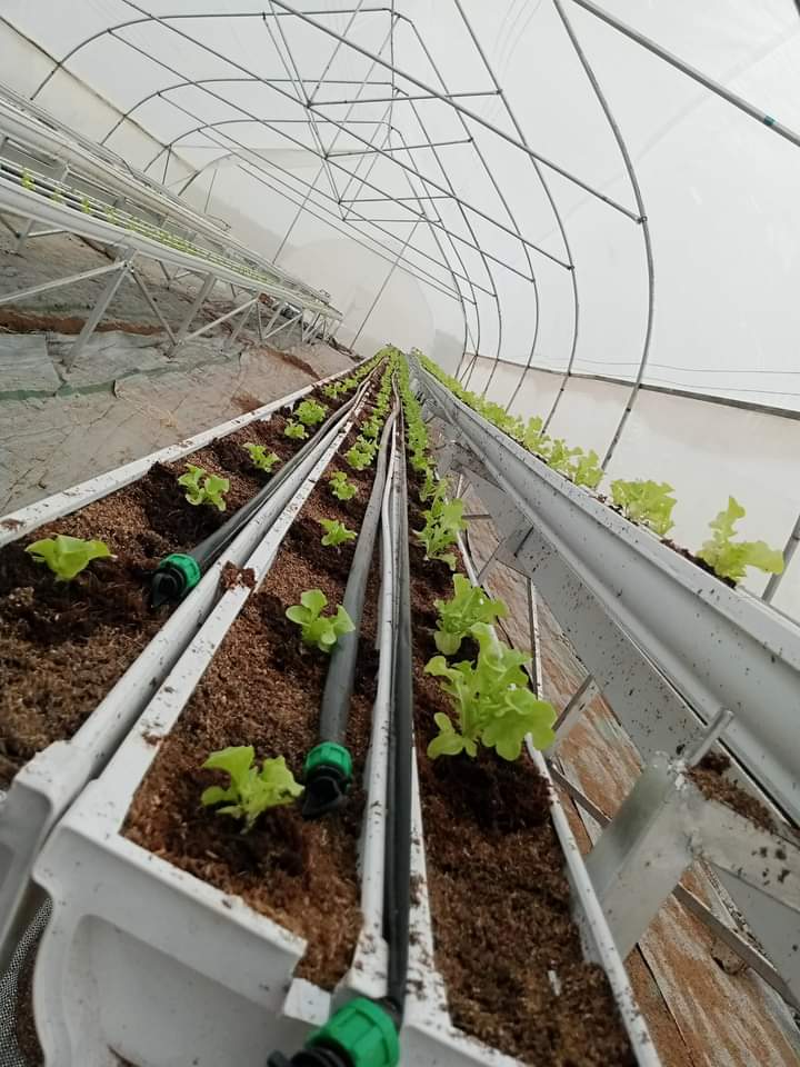exitonicltd's tweet photo. Ensuring food security and Sustainability is our major drive.

#exitonicsltd #foodsystems #agribusiness #foodsystems #sustainablelifestyle Rigged #RevolutionNow Sultan of Sokoto Northern Nigeria ECOWAS https://t.co/iyQH4J5qq8