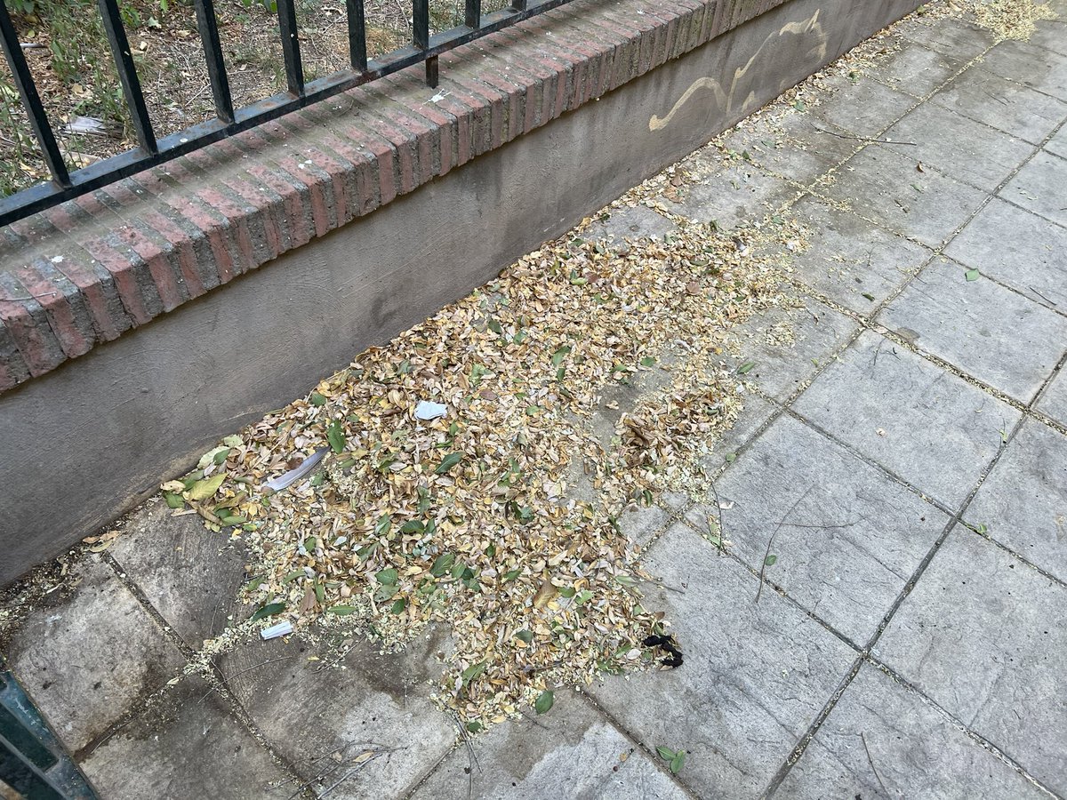 Mi barrio continúa con problemas muy serios de salubridad. Estas imágenes son de la plaza a las puertas del colegio las Irlandesas del Loreto en la barriada de San Carlos. Suciedad incrustada, meados, cristales rotos, hojas … <a href="/eveliarincon/">Evelia Rincón</a> <a href="/Ayto_Sevilla/">Ayuntamiento de Sevilla</a>