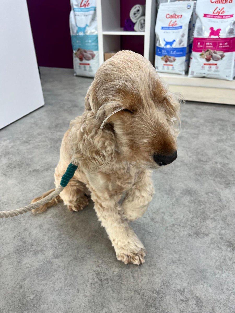ByrneCocker's tweet photo. Pals, I’m with the vet lady. It seems I hurt myself on a big mountain walk yesterday 😢😩😳 and I’ve been very sore and sad and don’t want my food.  😔. Staying here for a few hours. We’ll update later https://t.co/NdCuoxNxZh