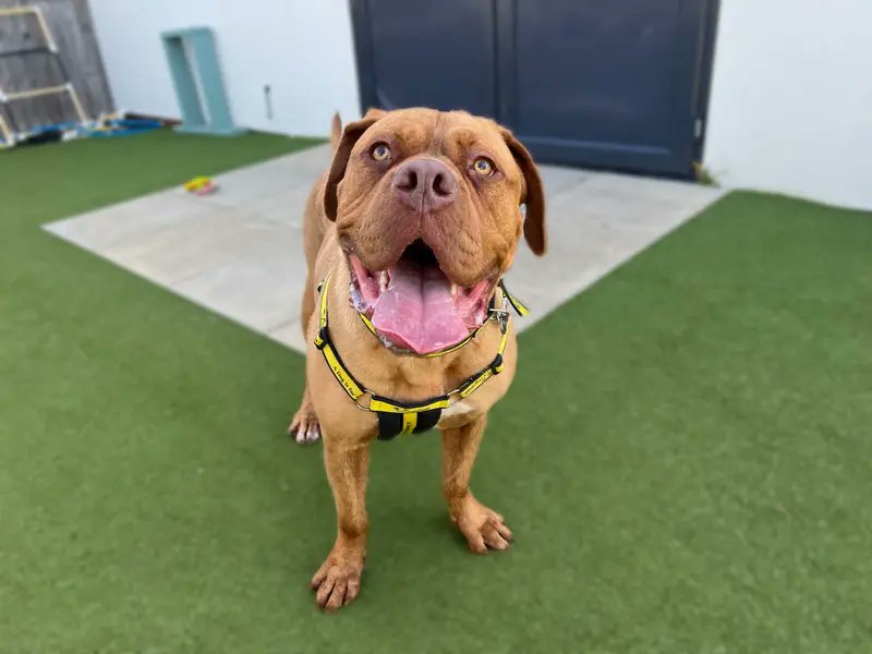 Please retweet to help Dotty find a home #SNETTERTON #NORFOLK #DogueDeBordeaux Cross aged 3. She can live with older primary school aged children. She can walk with dog pals but needs to be the only pet in the home. DETAILS or APPLY👇 dogstrust.org.uk/rehoming/dogs/… #dogs #PetCrisis