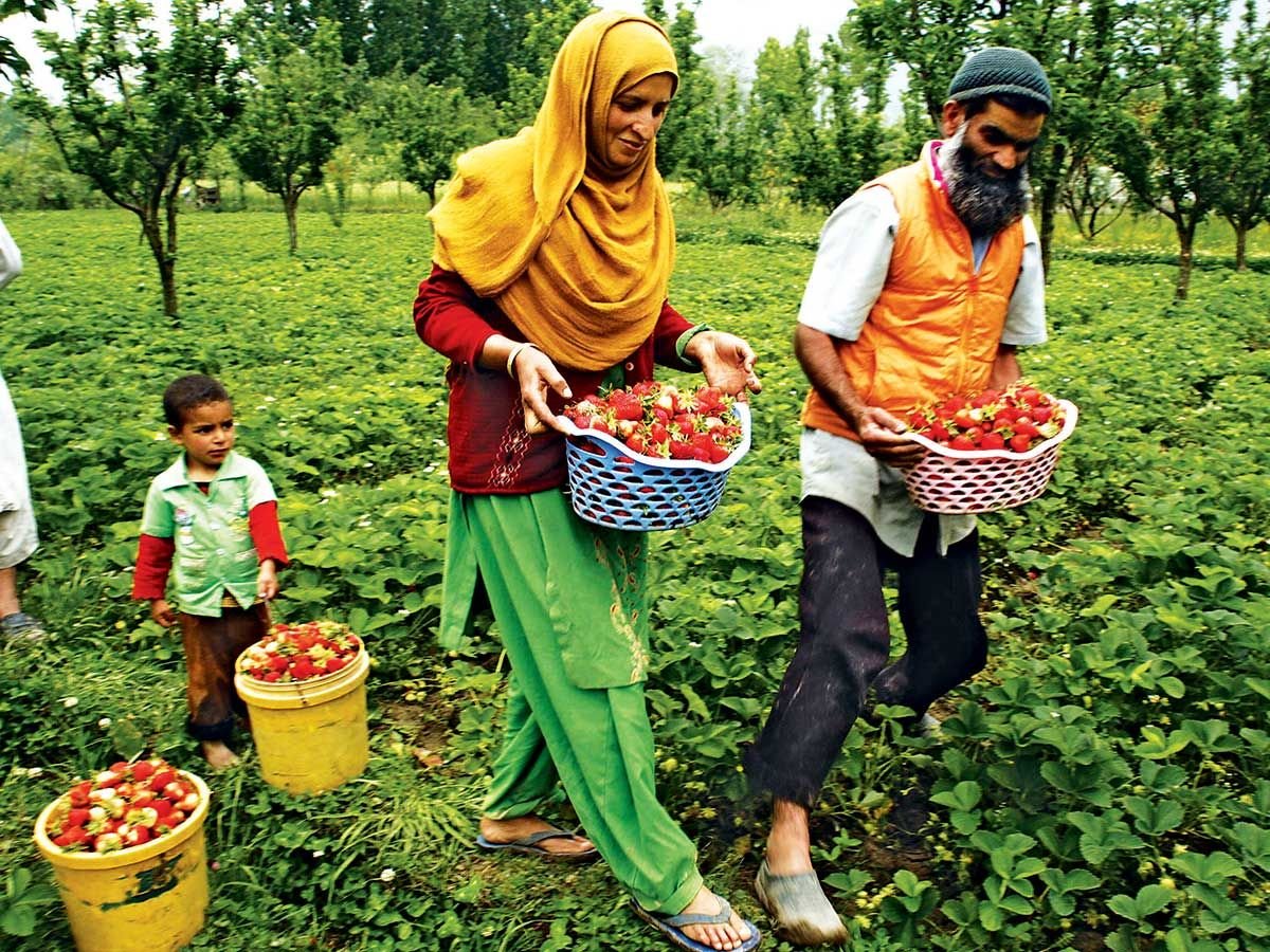 Bhat_Insha01's tweet photo. Four years after Article-370 revocation, J-K flourishes in agricultural development.
#Kashmir #agriculture #BadaltaKashmir #DevelopmentKashmir #farmers #Article370 #NuhVoilence #ElvishYadav๐ต #ManishaSquad #BadaltaJammuKashmir #JammuAndKashmir https://t.co/Pr42tKQ1kL
