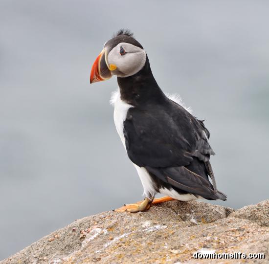 Downhome Publishing tweet media