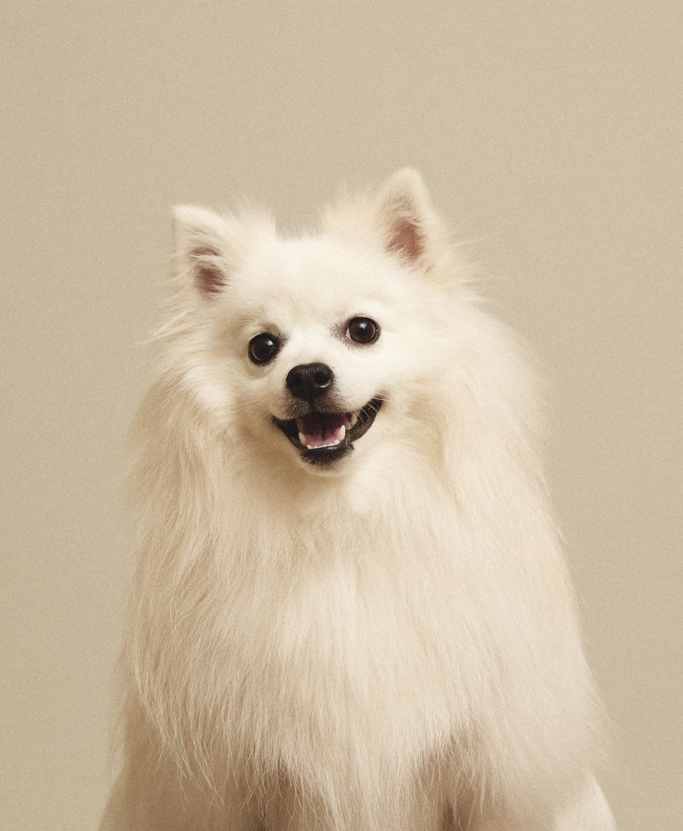 私の家族を紹介します。 ユキちゃんです。日本スピッツの女の子。 2歳