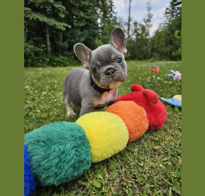 FrenchBullDogd5's tweet photo. So cute😍🐕♥️
.
.
#frenchie #frenchbulldoguk #frenchies #frenchiesuk #kent #kentdogs #discoverkent https://t.co/LtUEWoSKzE
