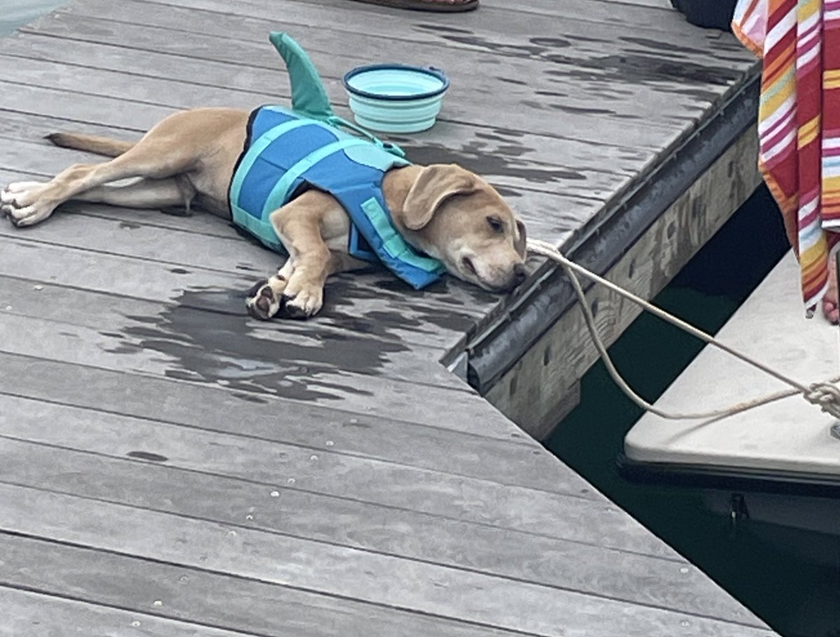 Dog or shark? You be the judge