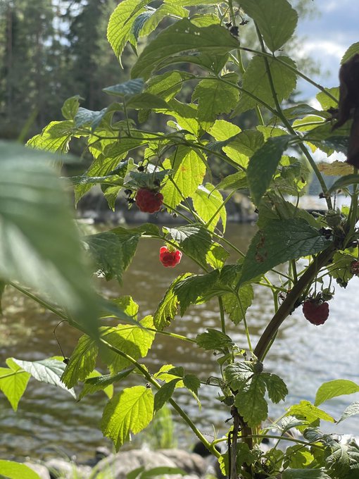 It&rsquo;s raspberry season https://t.co/2PowKU7p5y