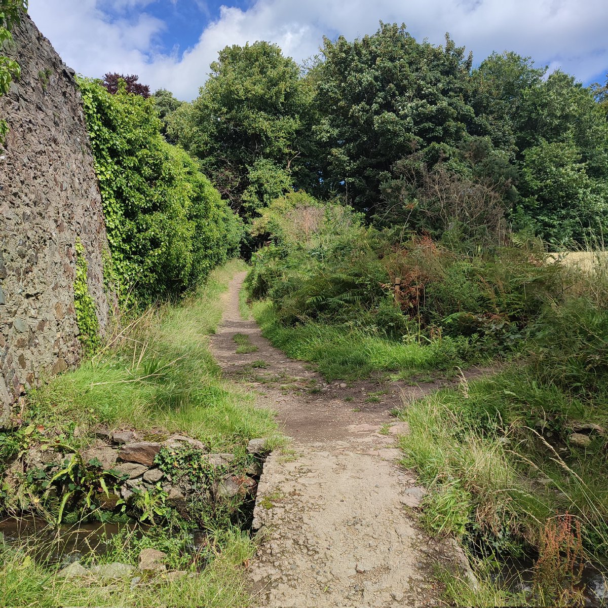 kerrymgordon's tweet photo. Beautiful walk with rescue greyhounds Nina &amp; Otis, along the Mass Path in Kilcoole, Wicklow today. Wonderful sunny afternoon in Ireland 🌞☘️ https://t.co/gYI902JiCm