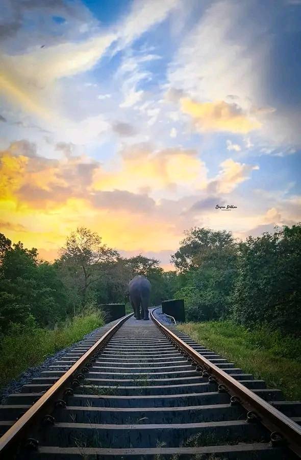 RailwaysSL's tweet photo. beauty  of Sri Lankan Railways
track across forest.
#SLR #railwayslk #SriLanka #srilankarailways #lk https://t.co/deD3d9igDu
