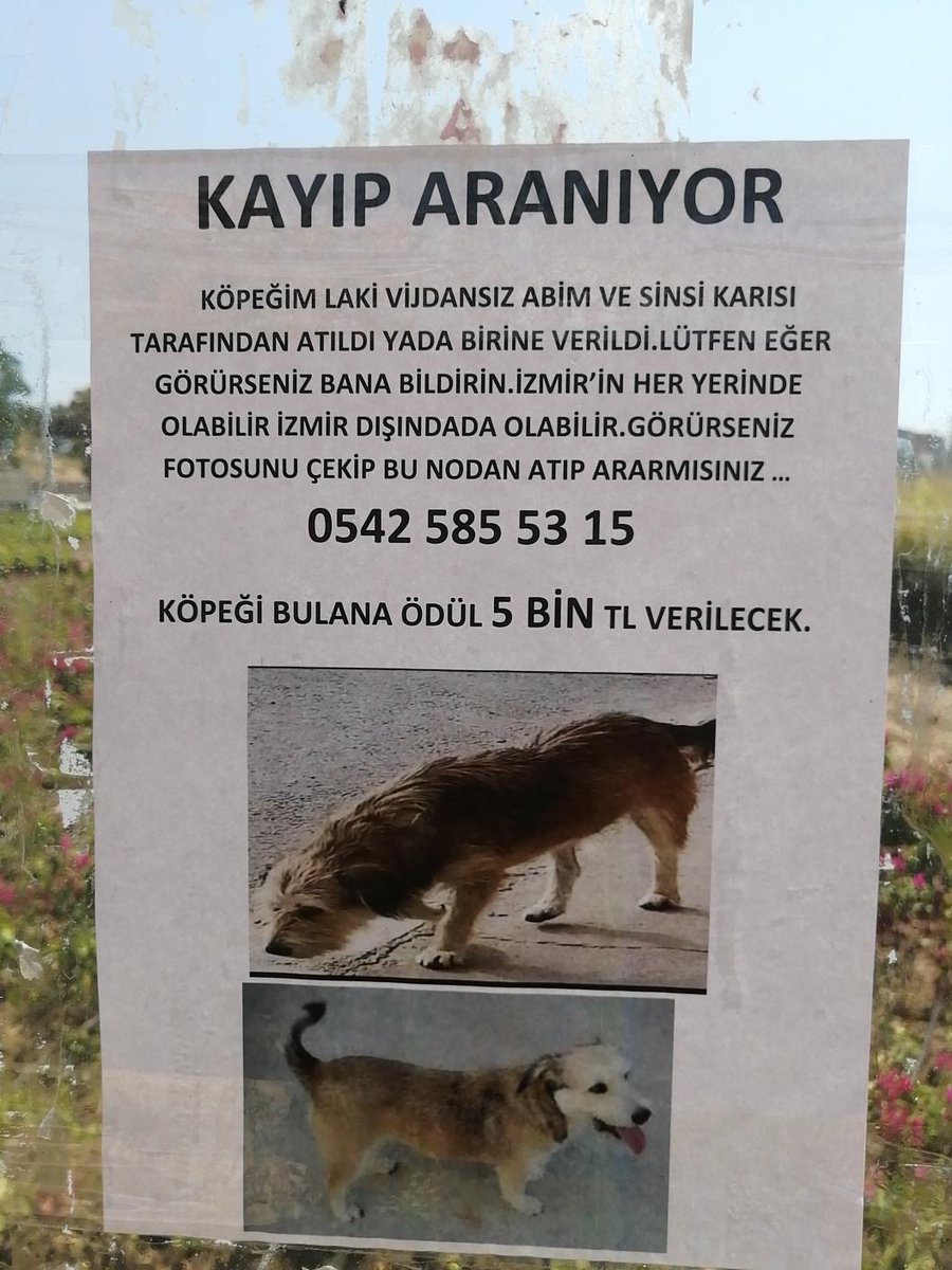 Laki'nin hikayesi maalesef çok üzücü. Ailesinden habersiz evden atılmış ve ailesi onu arıyor. İletişim fotoğrafta mevcut. Lütfen paylaşır mısınız?
İzmir - Aliağa ve çevresi