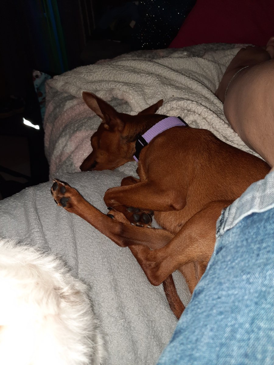 Samafa696's tweet photo. Our new rescue seems to be settling in OK
Welcome home Roxxy 🐾 🐾 https://t.co/SgsFceC8rf