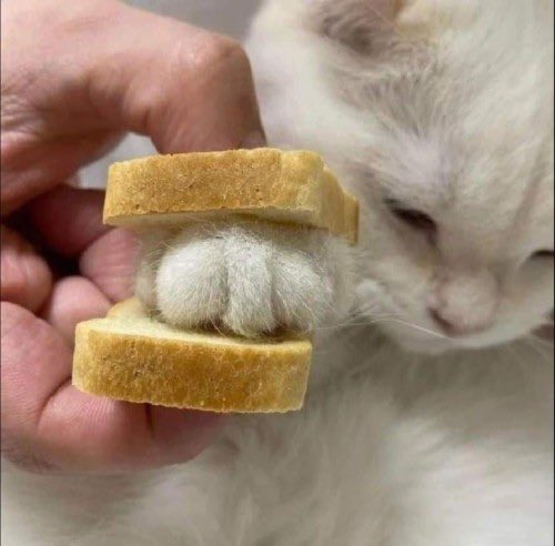 Why you should have a cat (@shouldhavecat) on Twitter photo 