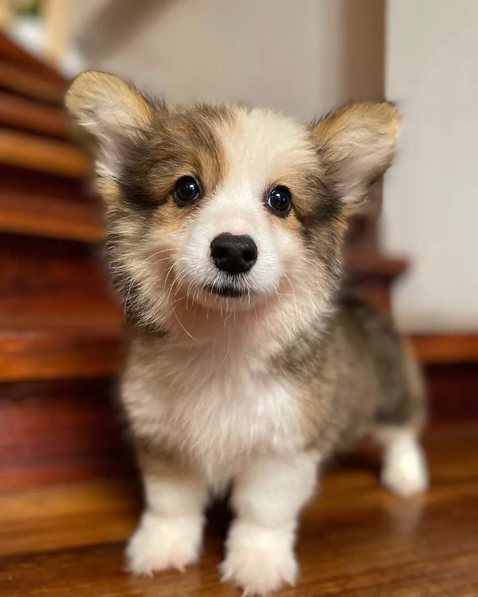 Corgi_Lover_s's tweet photo. If you love this photo say YES and retweet also 🩷💝💕 https://t.co/EVgOZQfUxw