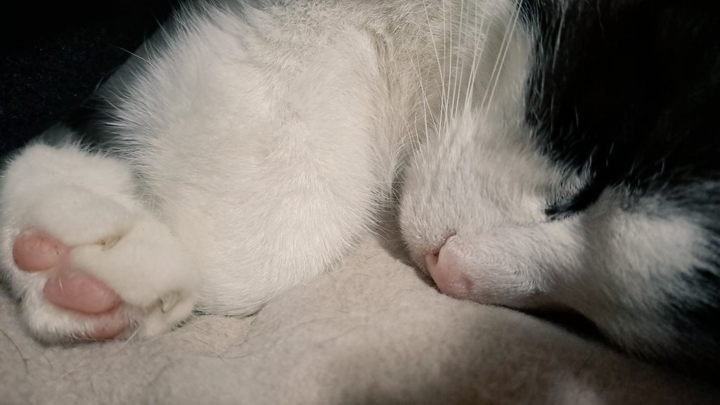 MediaForge's tweet photo. #HappyCaturday https://t.co/rQAsruxBen