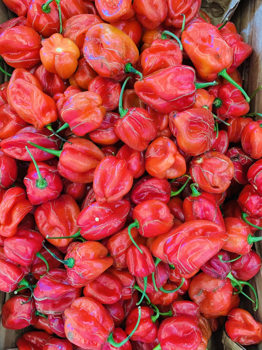 Habanero biberini seviyorum ama Küba’da bir aydınlanma yaşayana kadar adının ve orijinin nereden geldiğini hiç merak etmemiştim. Meğer ne dertli geçmişi varmış 😃🙌🏼 Meksika, Küba, Peru, Çin(?) …

Öncelikle Habanero ile Meksika’da tanışmıştım ve zaten en çok üretilen yer de