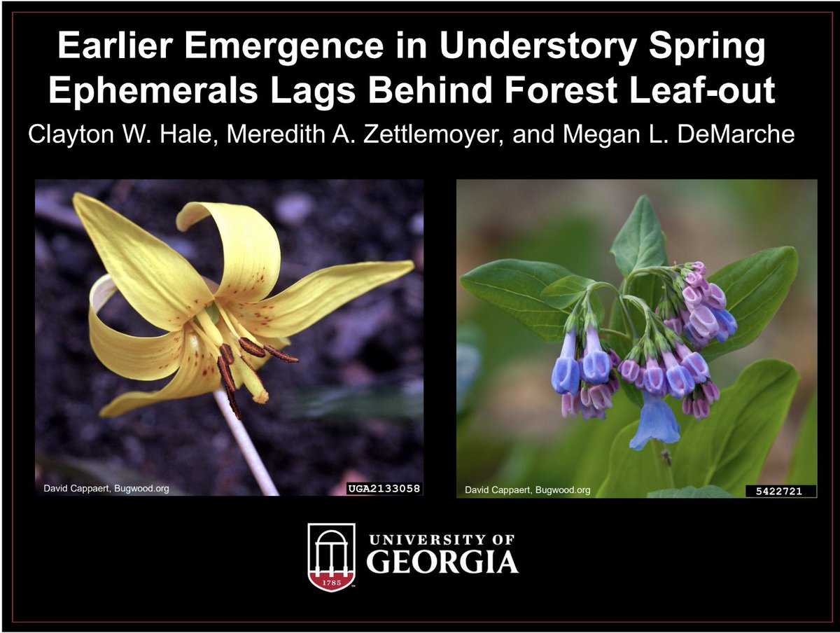 ClaytonHale3's tweet photo. Hello #ESA2023! If you are so inclined, I would love to see you at my talk titled “Earlier Emergence in Understory Spring Ephemerals Lags Behind Forest Leaf-out” on Tuesday at 1:30 pm in room E142. See you in Portland! https://t.co/c2E3E9ebDd