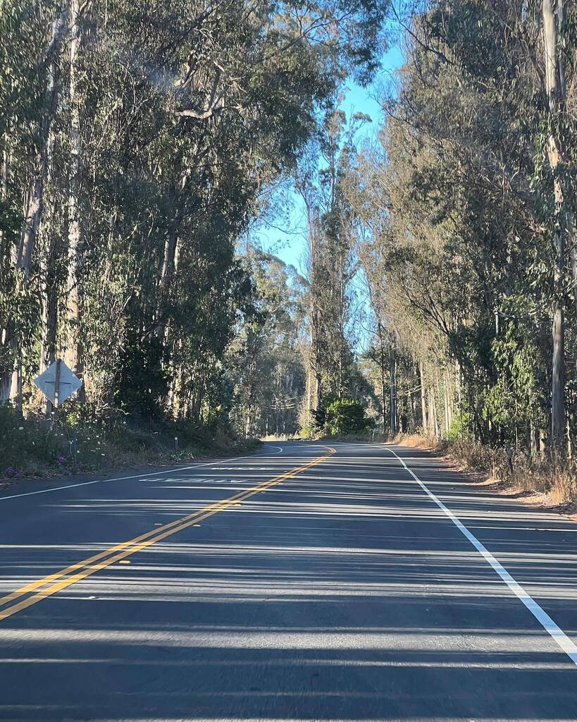 EmilyWiser's tweet image. Driving through a eucalyptus grove in bodega bay. #bodegabay #eucalyptus #california #summer #roadtrip #roadtripusa #emilywiser