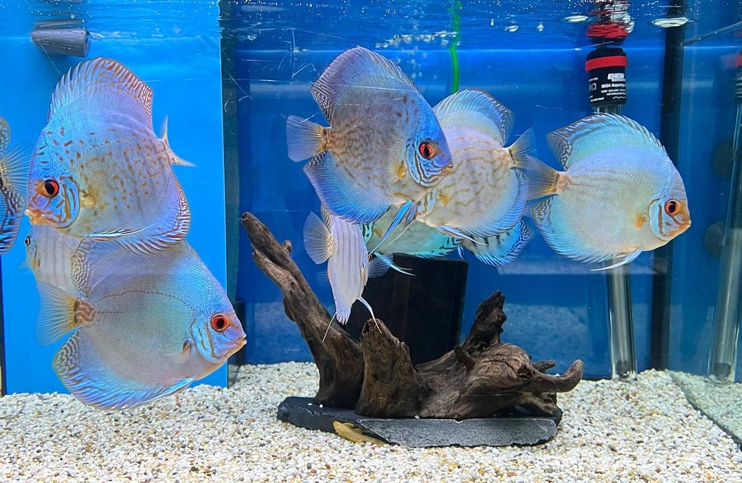 shaikdawoodg's tweet photo. Diskuskeller
Krause Diskus

#diskuskeller #diskus #discus #diskusfisch #discusfish #discustank #diskusfische #aquarium #aquaristik #aquariumhobby #fisch #fische #fish #discusfishtank #discustank #diskusbecken #diskusfischaquarium #aquariumhobby #bunt #discusfishes #diskusshop https://t.co/NhkaYySppy