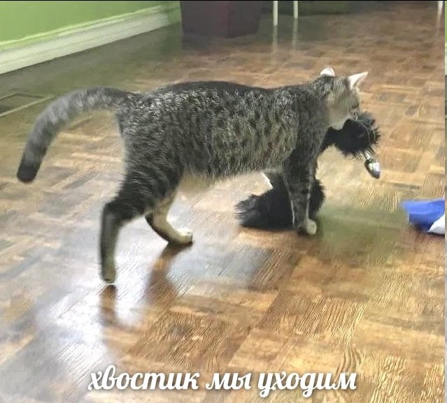 икар кисилиф tweet media