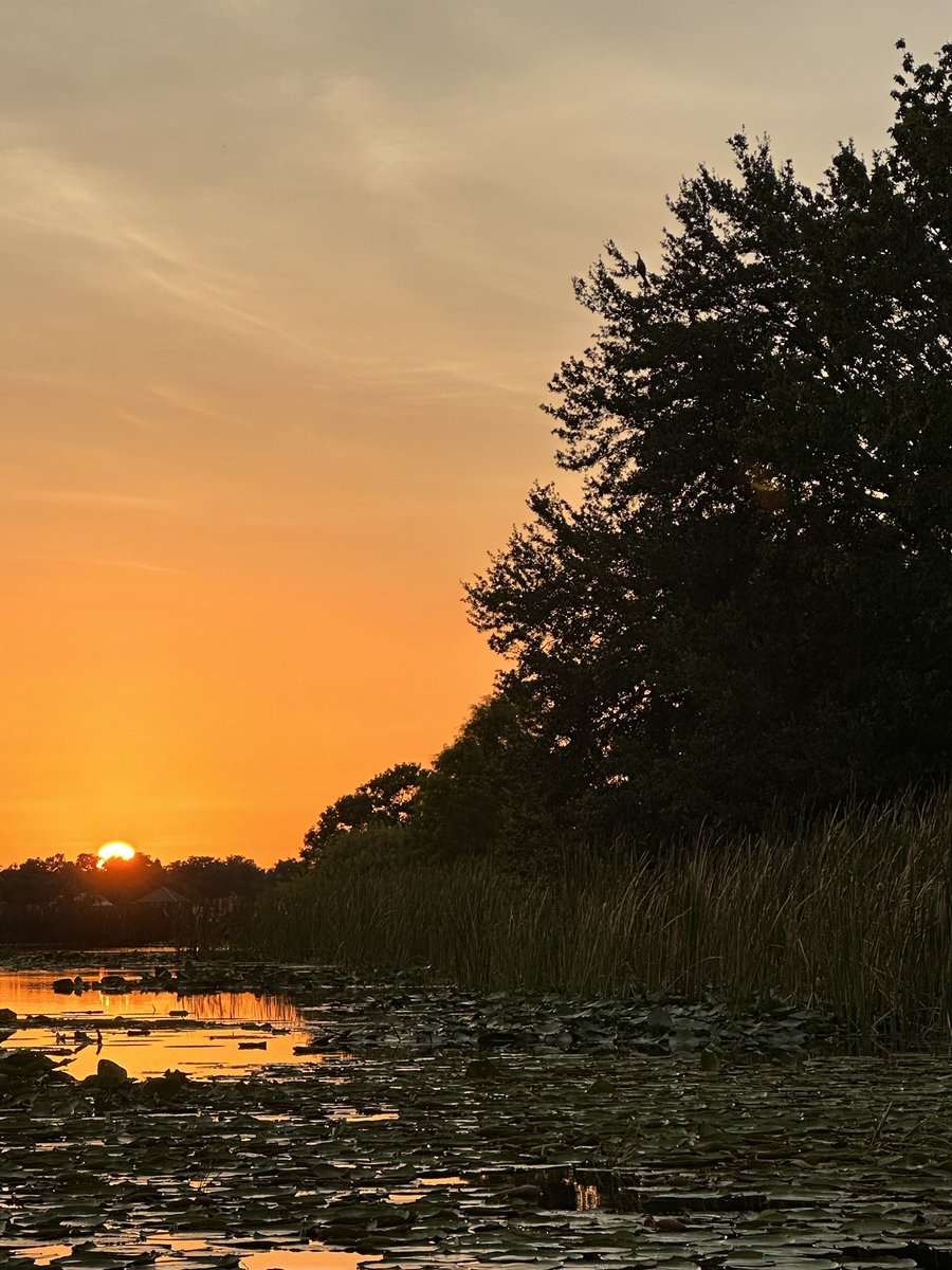 Davidtweeted's tweet image. #sunset over lake Bonny #lkld #lakeland #lakelandfl #paddle
#paddleboard #paddlingbrittany