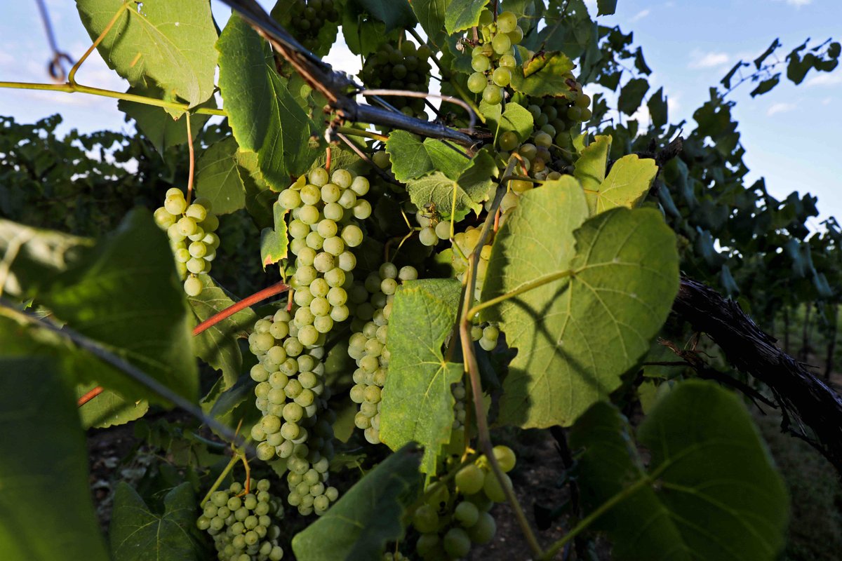 Did you know grapes are rich in nutrients, boost your immune system and provide antioxidants?? They also make wine, which is the best thing of all! 🍷🤩