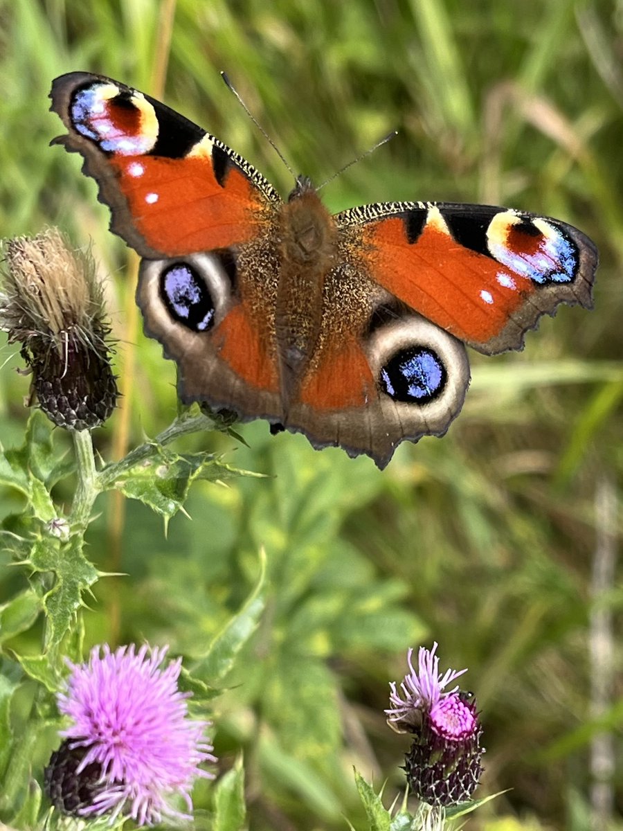 IoloWilliams2's tweet photo. This stunning Peacock butterfly was feeding on the thistles in my #nomowsummer lawn. Several others were on the ragwort  along with dozens of hoverflies. Please don’t spray/remove these nectar-rich plants, they are vital for our pollinators.
@savebutterflies 
@BSBIbotany https://t.co/BYK5ZfMKOe