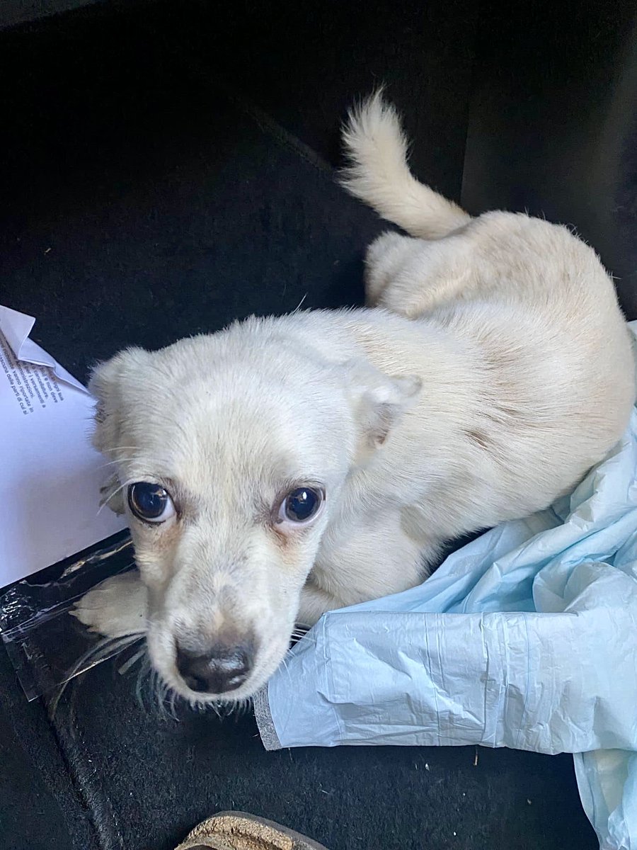 pattyfra1's tweet photo. PATRIZIA SIMONE
- Spinazzola, Puglia
🆘”IL NANO” CERCA CASA”🆘
4 mesi fut tg piccola molto socievole e attaccato alle persone ❤️
⏩️INFO/ADOZIONE/CONTATTI nel box scritto ⤵️
#ilnano #SosCuccioli
🙏Fate girare 🔄AIUTIAMO IL NANO A TROVAR CASA🙏🆘🔄🏡🐾❤️🙏🔄🔄🔄 https://t.co/WAFe6wuaw8